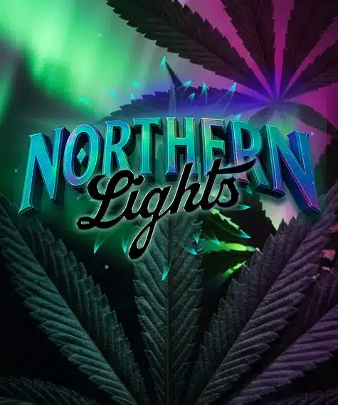 Barney’s Farm Northern Lights | Canna24 Barney’s Farm Northern Lights