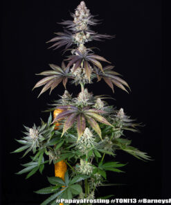 Barney’s Farm Papaya Frosting | Canna24 Barney’s Farm Papaya Frosting cannabis seeds για συλλέκτες tropical genetics