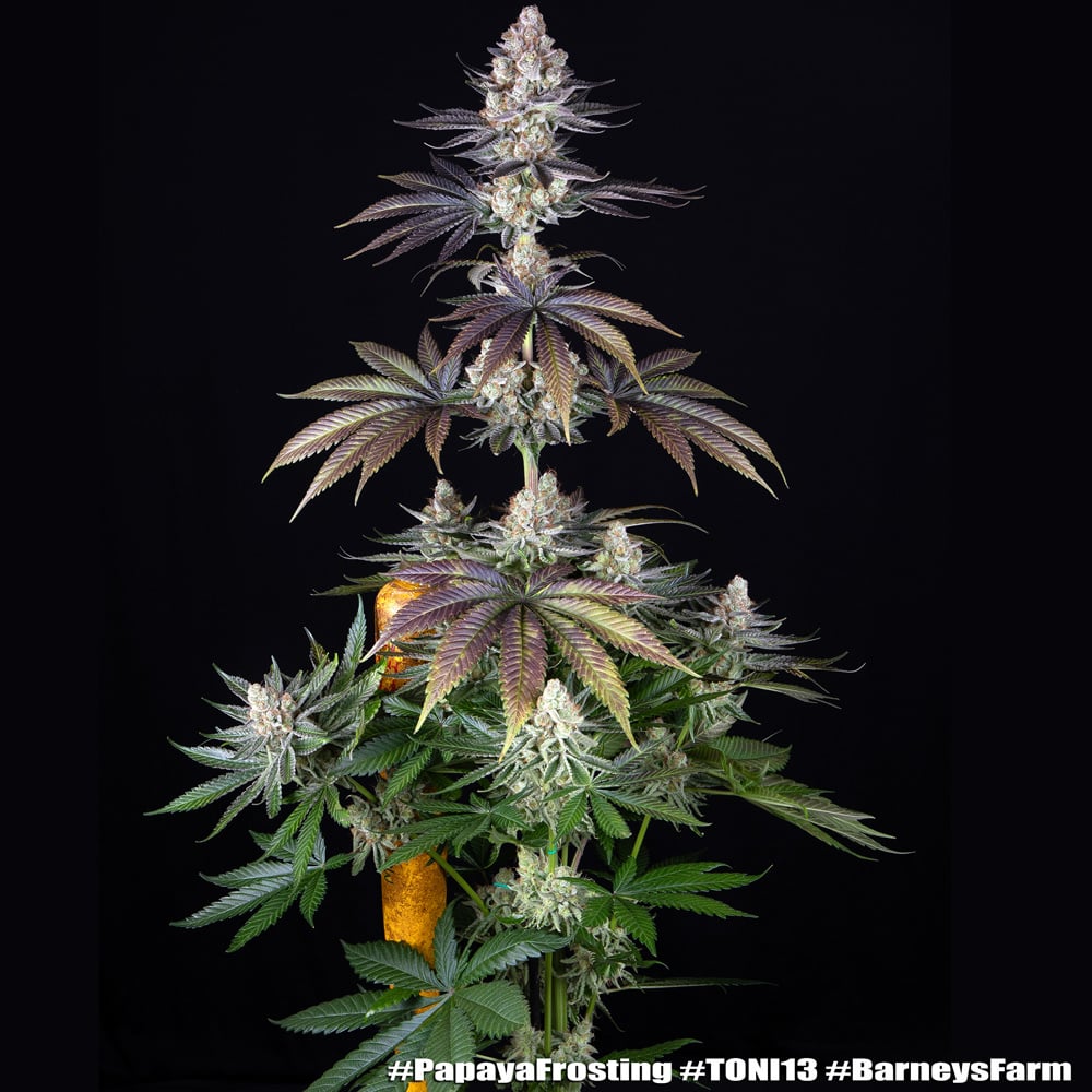 Barney’s Farm Papaya Frosting | Canna24 Barney’s Farm Papaya Frosting cannabis seeds για συλλέκτες tropical genetics