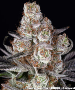 Barney’s Farm Papaya Frosting | Canna24 Papaya Frosting feminized seeds από τη Barney’s Farm και Doja Exclusive