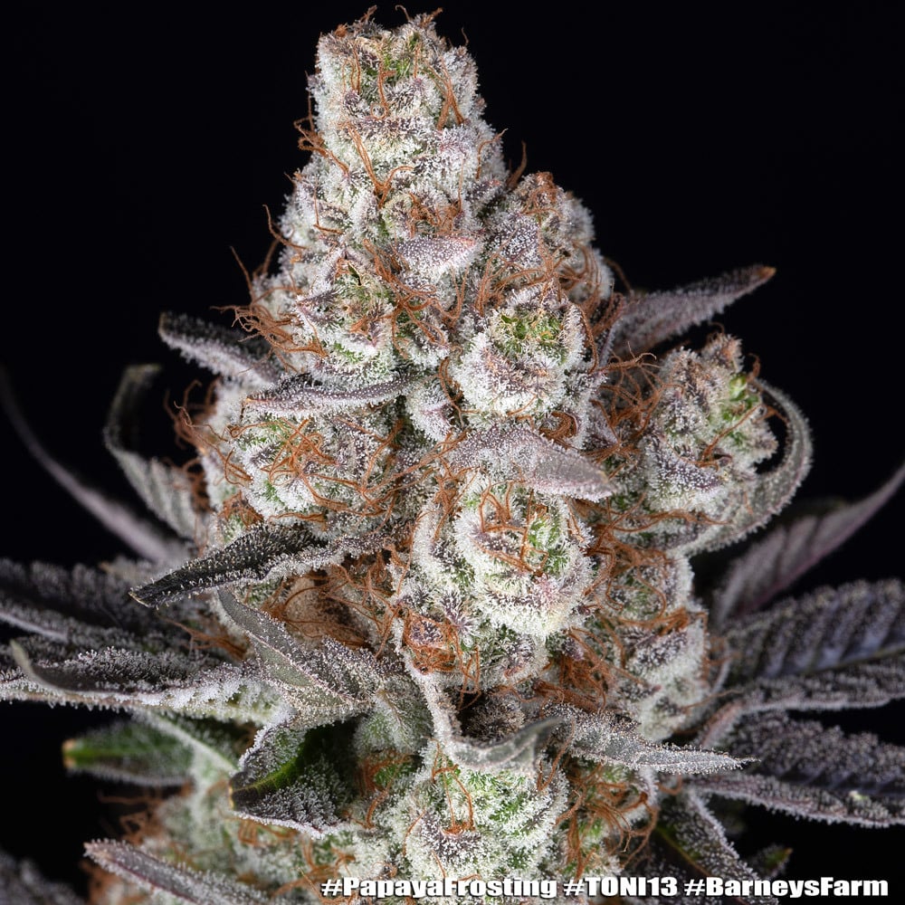 Barney’s Farm Papaya Frosting | Canna24 Papaya Frosting feminized seeds από τη Barney’s Farm και Doja Exclusive