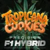 Barney’s Farm Tropicana Cookies Auto autoflowering συλλεκτικοί σπόροι κάνναβης