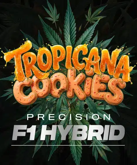 Barney’s Farm Tropicana Cookies Auto | Canna24 Barney’s Farm Tropicana Cookies Auto autoflowering συλλεκτικοί σπόροι κάνναβης